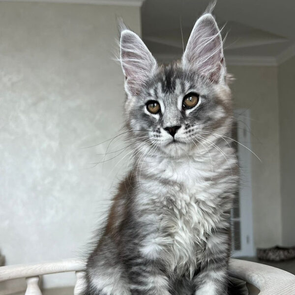 maine coon kitten for sale uk