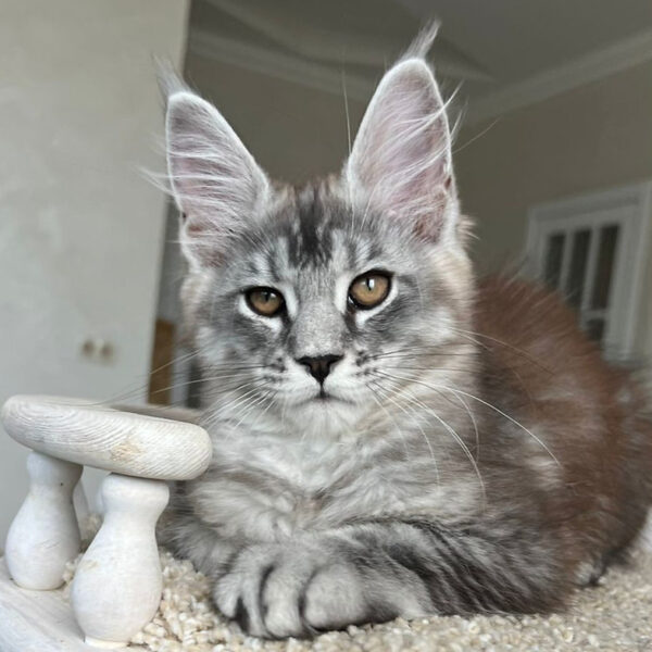 maine coon kitten for sale uk