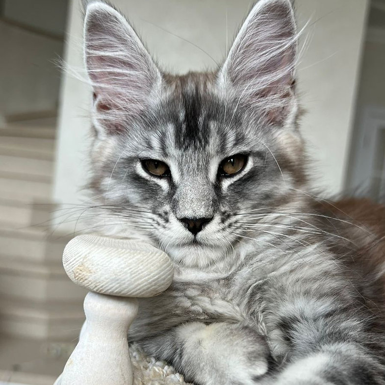 maine coon kitten for sale uk