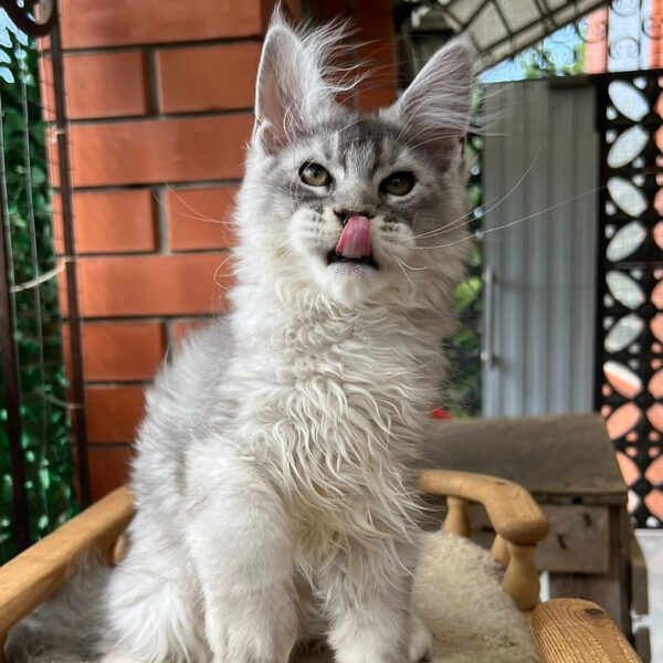 maine coon kittens for sale near me