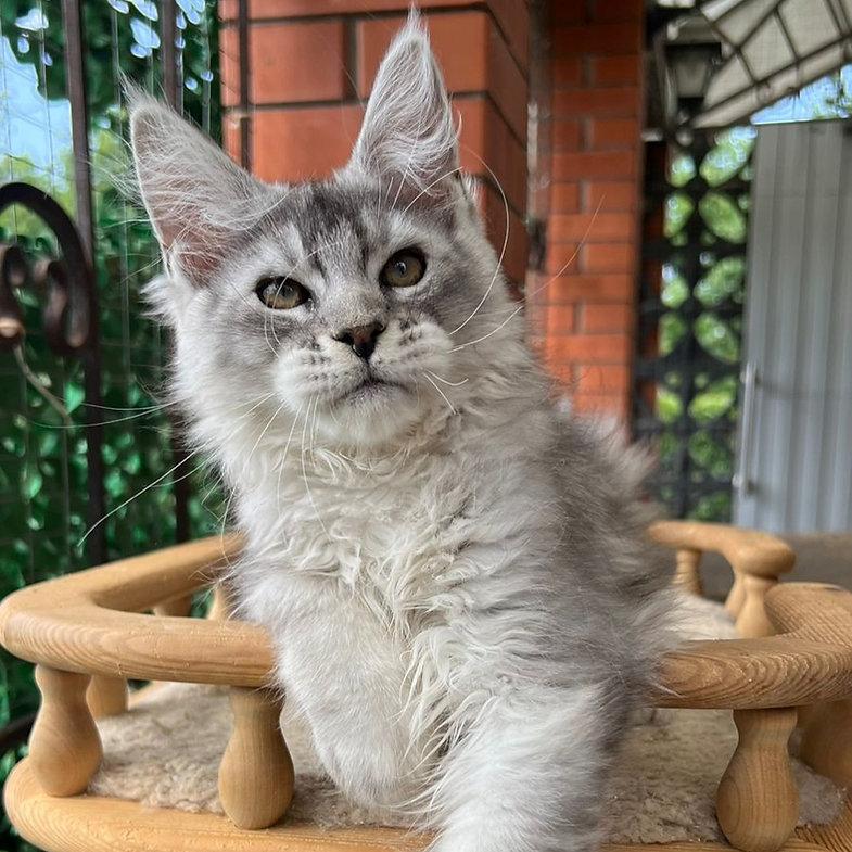 maine coon kittens for sale near me