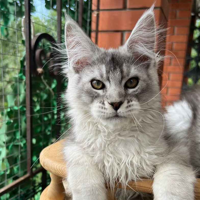 maine coon kittens for sale near me