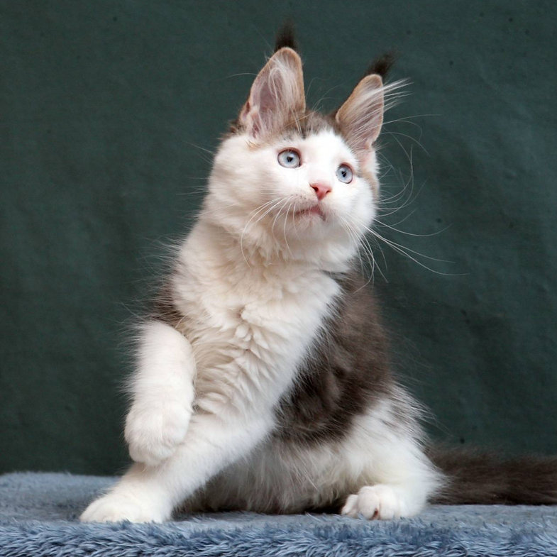 buy maine coon cat