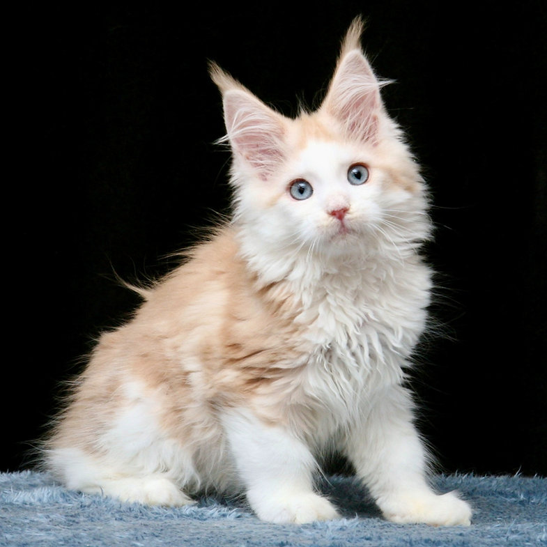 maine coon rescue uk