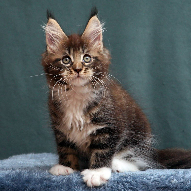 maine coon kittens for sale wales