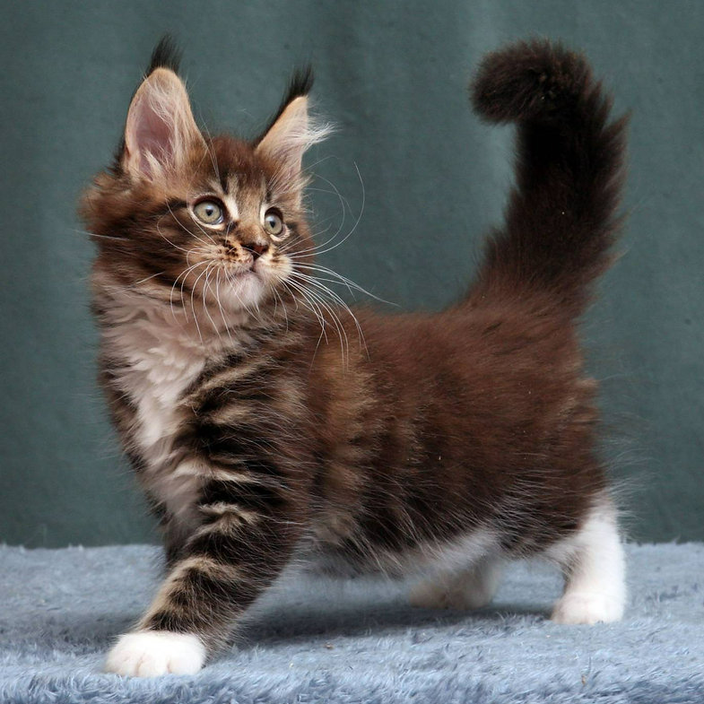 maine coon kittens for sale wales