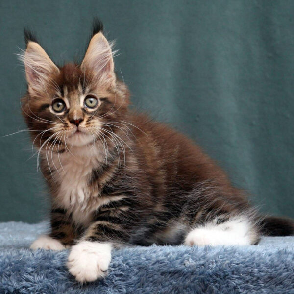 maine coon kittens for sale wales