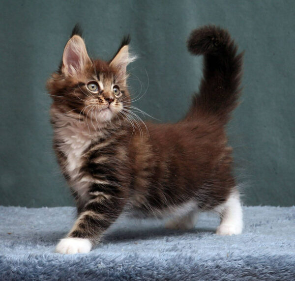 maine coon kittens for sale wales