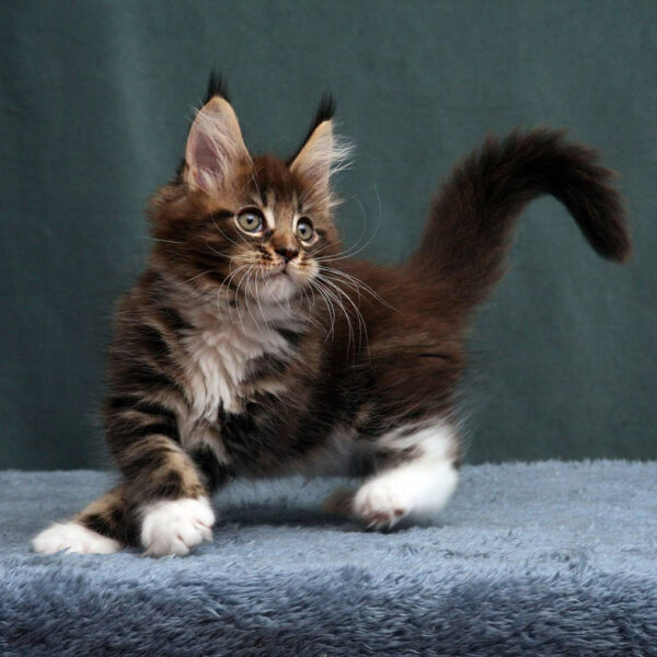 maine coon cats for sale uk