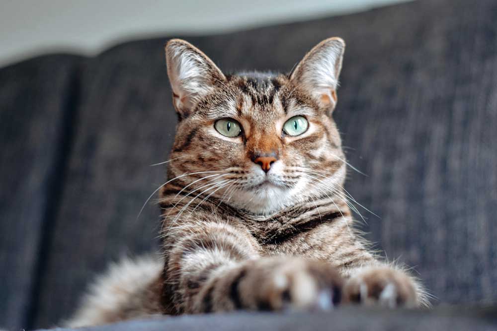 What is the best selling cat in the UK?