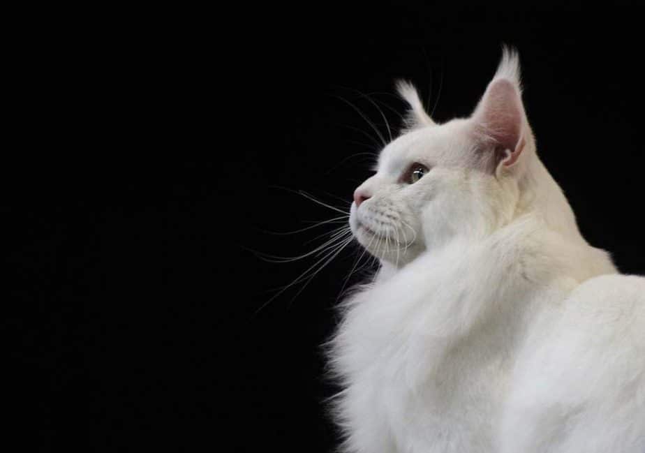 What is the personality of a white Maine Coon cat?