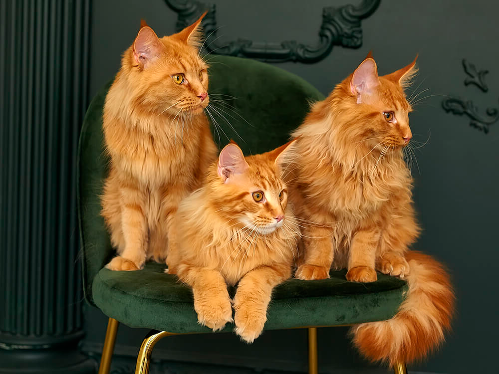 Maine Coon for sale UK