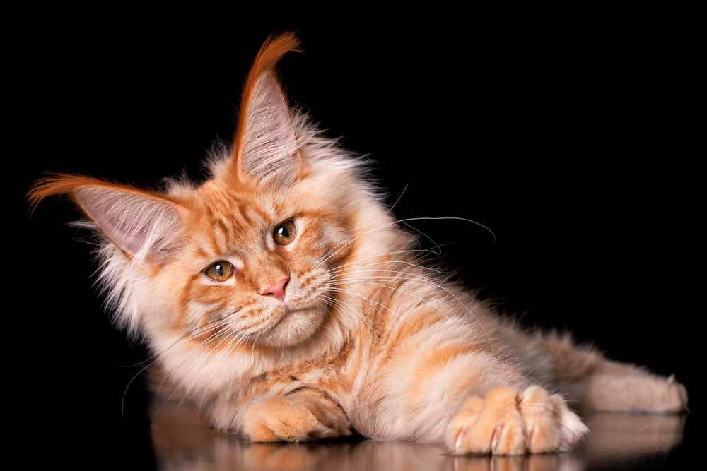 Ginger Maine Coon Cats Guide