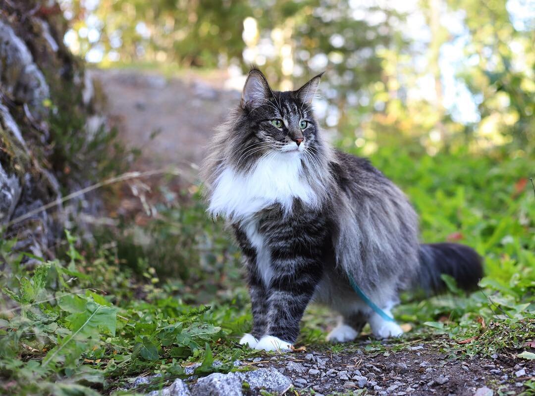 Norwegian Forest Cat And Maine Coon Cat Differences