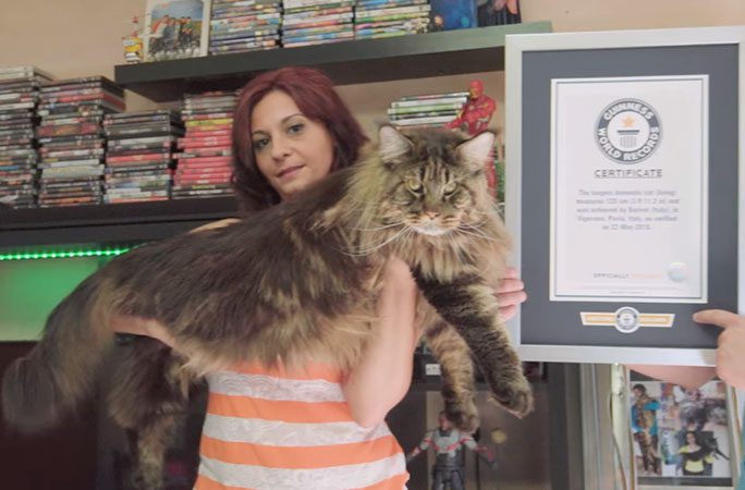 Barivel The Maine Coon Is The Longest Domestic Cat