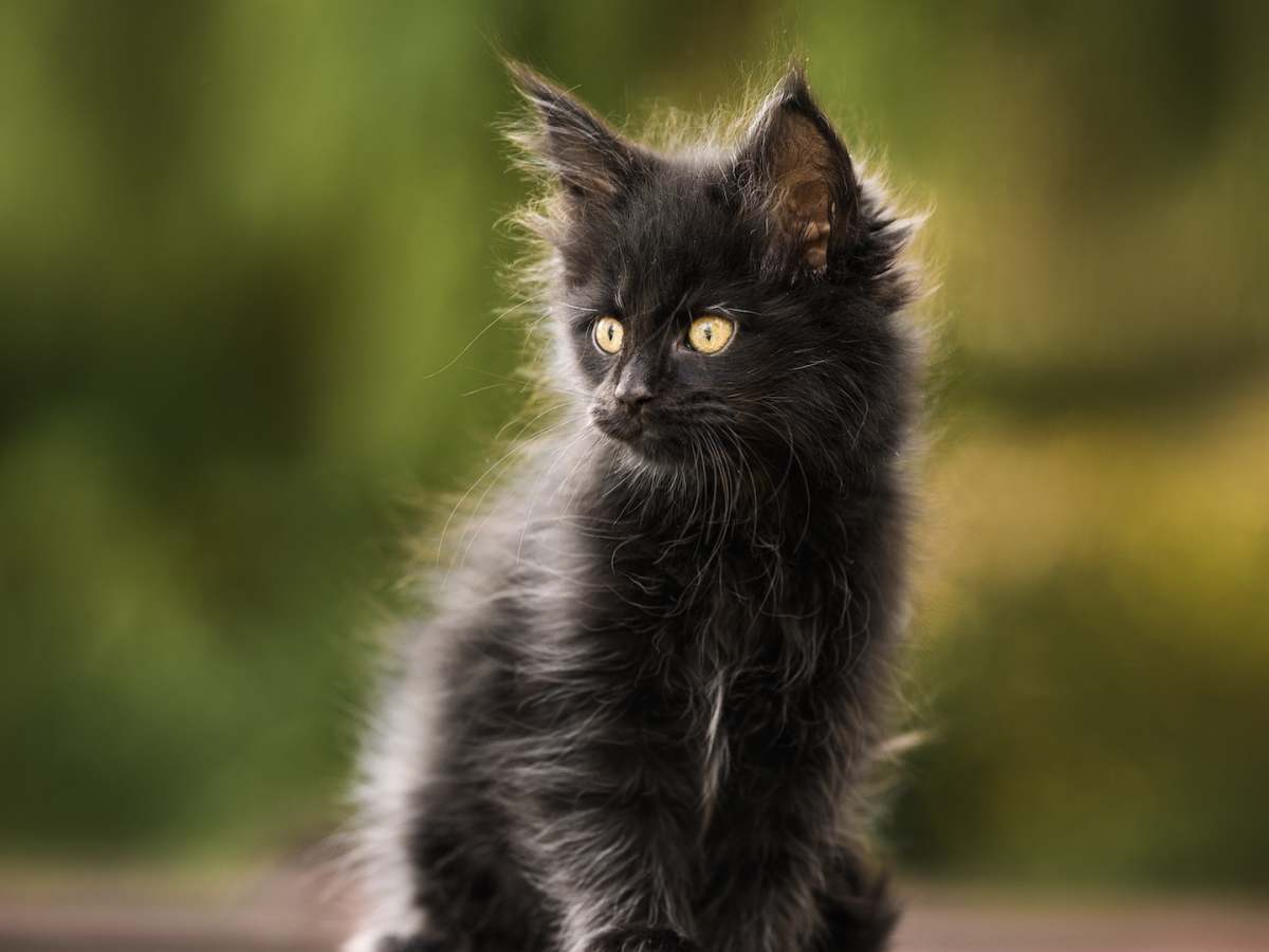 maine coon black