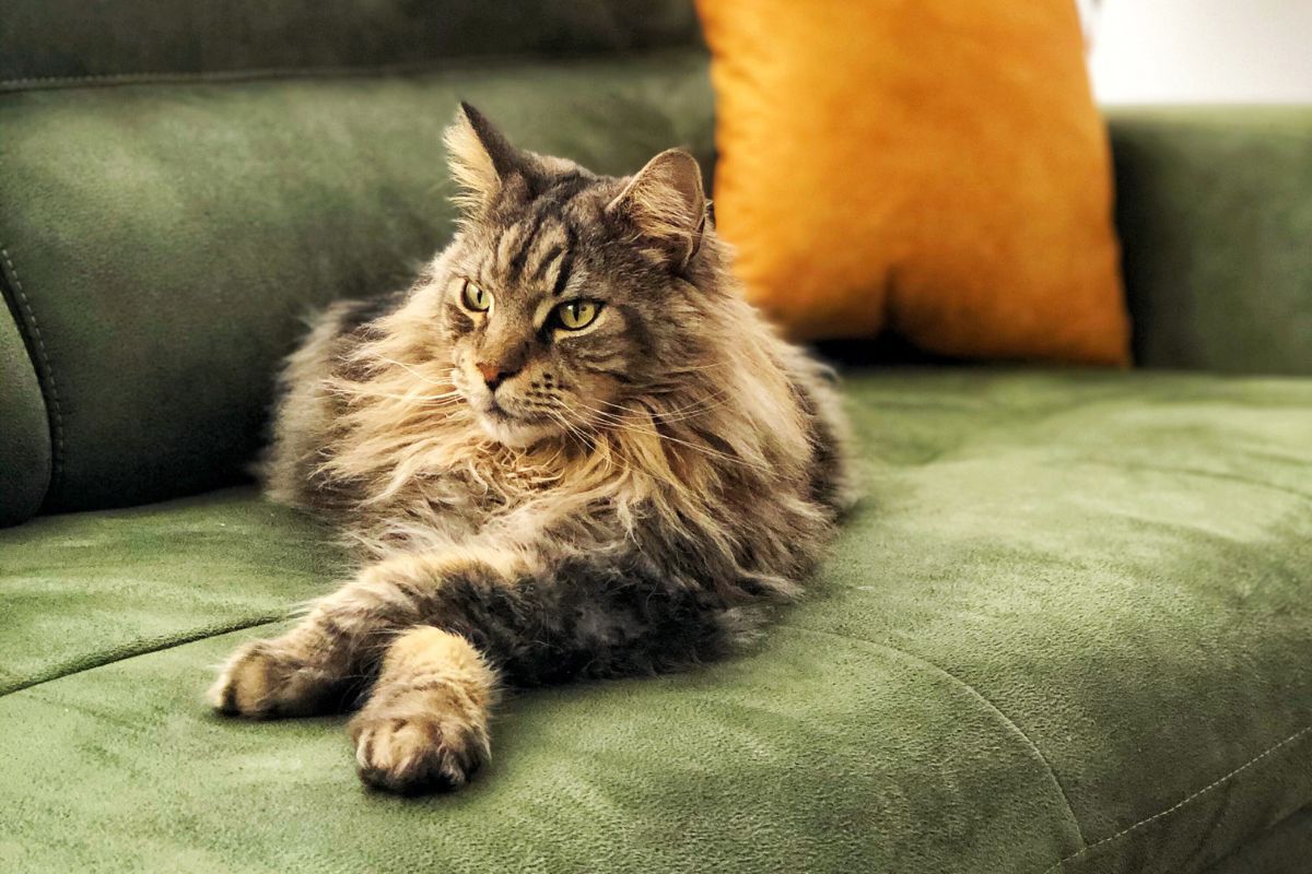 Are Maine Coon Cats Good Pets?