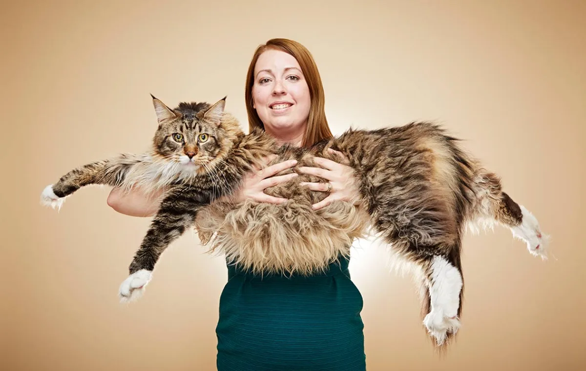 Why Do Largest Domestic Cat Maine Coons Talk So Much?