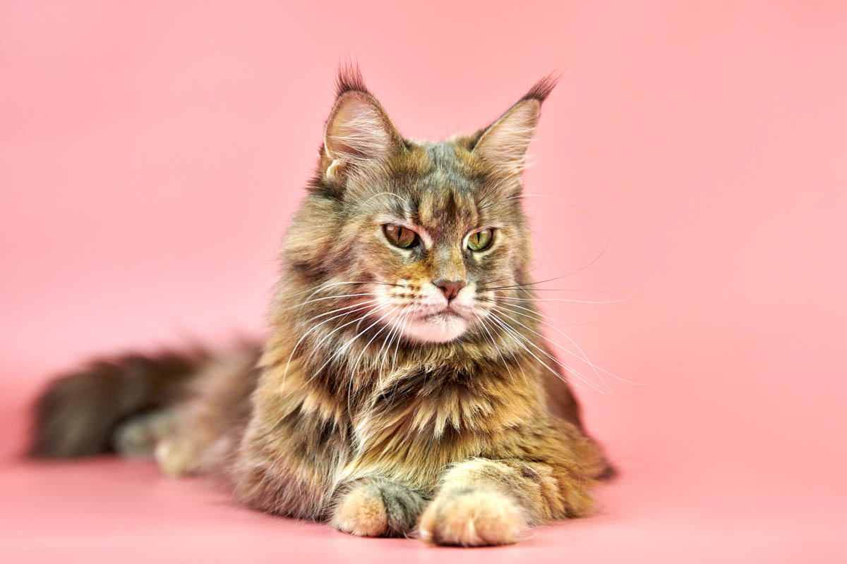 Can a Maine Coon live for 20 years?